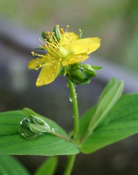 Hypericum Ascyron Extract 